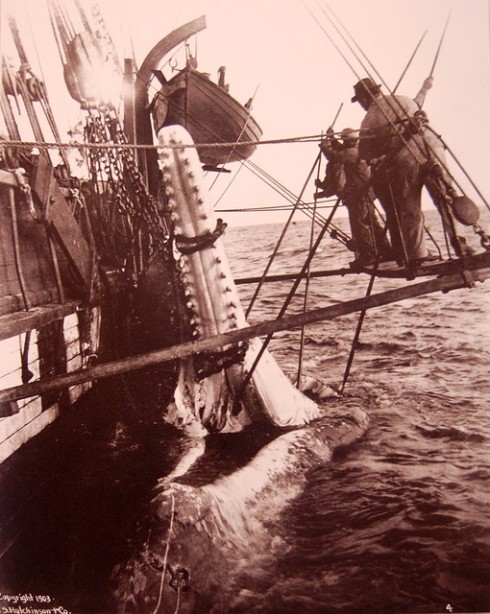 Cutting in (Photo by Marion Smith, 1902, from "Curious Expeditions")